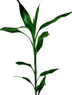 green bamboo plant