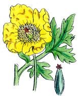 Vintage Botanical Poppies drawing