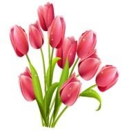 pink tulips on the black background