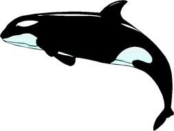 isolated orca