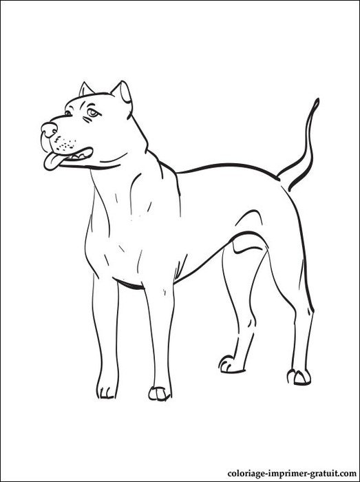 Le Coloriage De Dogue Argentin &224 Imprimer Pour Ceux Qui Aiment Ces