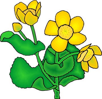 Plant Gallery3 clipart