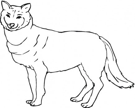 Wild Animal Wolf Printable Coloring Pages