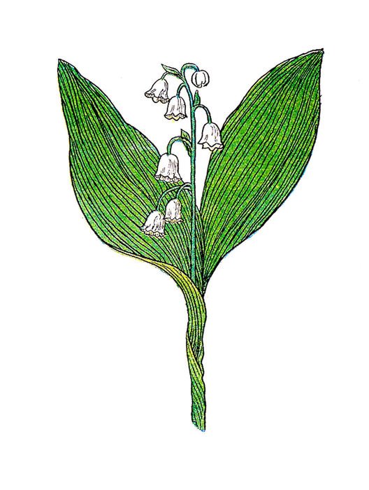 İllustration of Lily Of The Valley