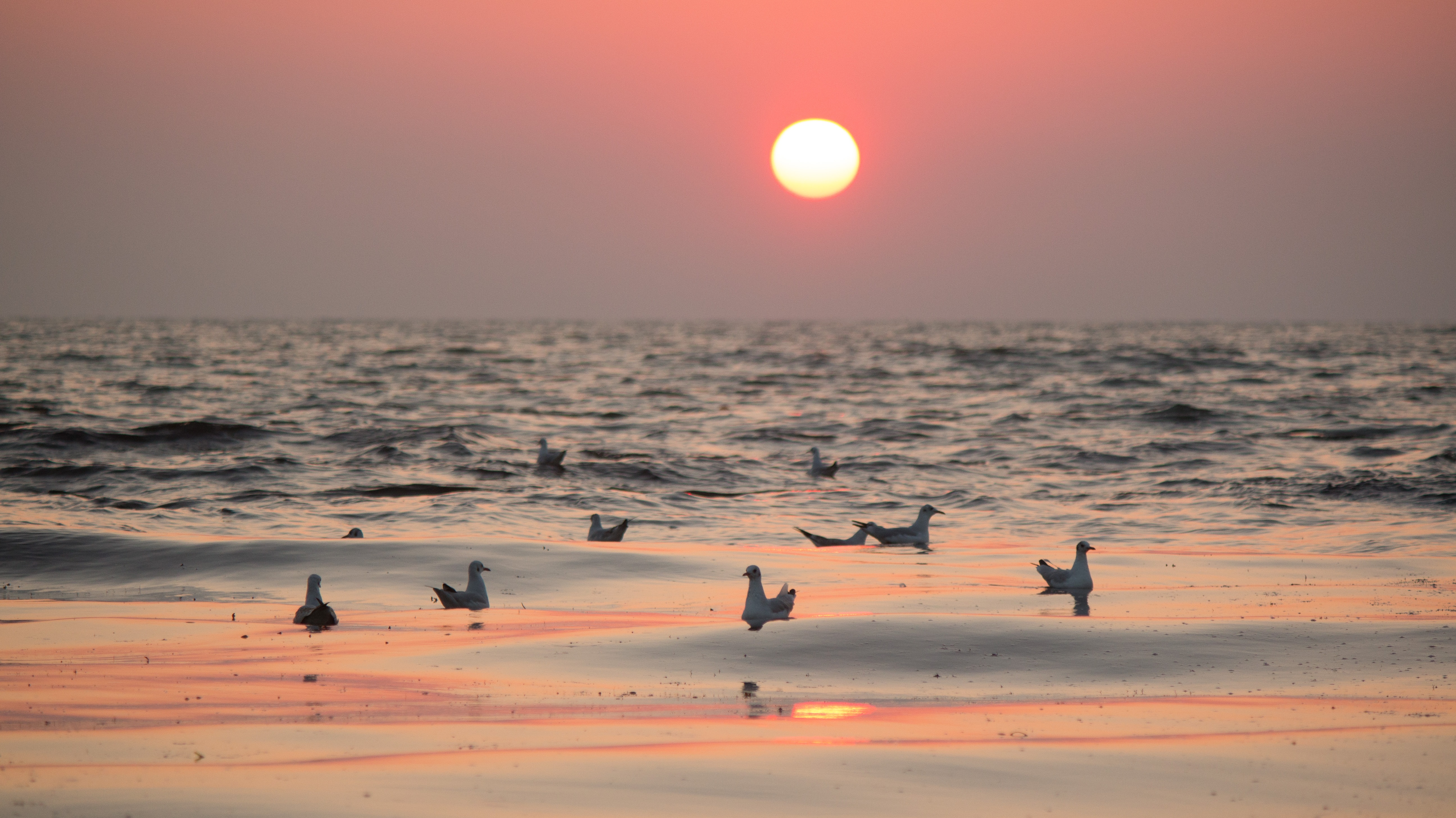 Восход на море с птицами