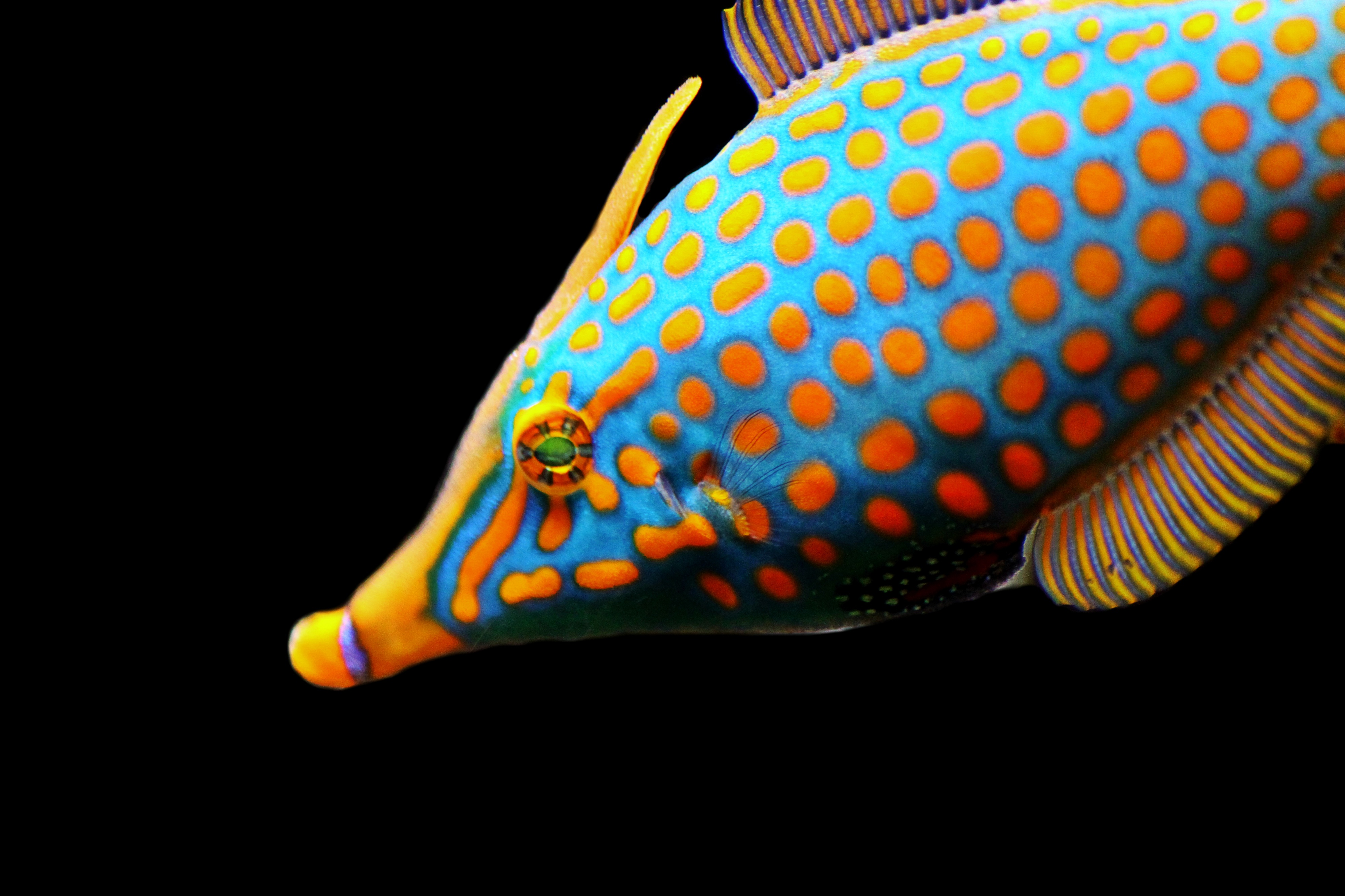 Exotic blue orange fish free image download