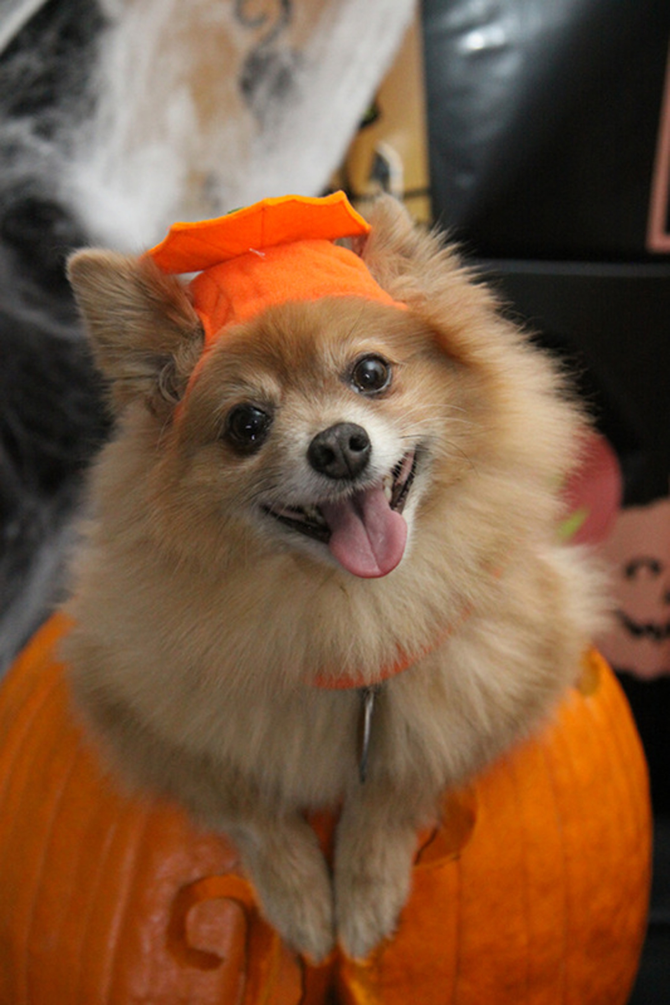 dog dressed up as pumpkin