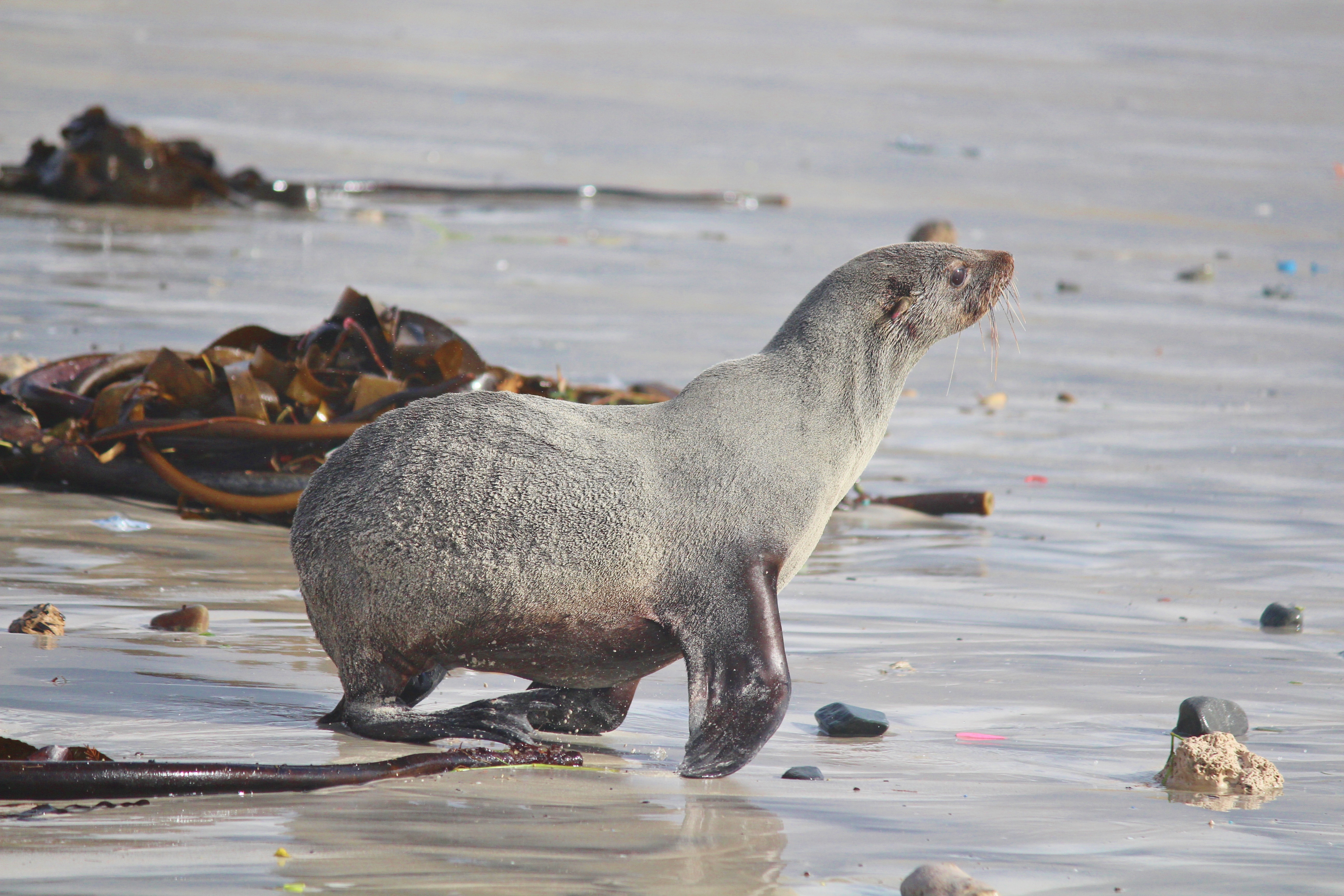 Backpage Seal Beach