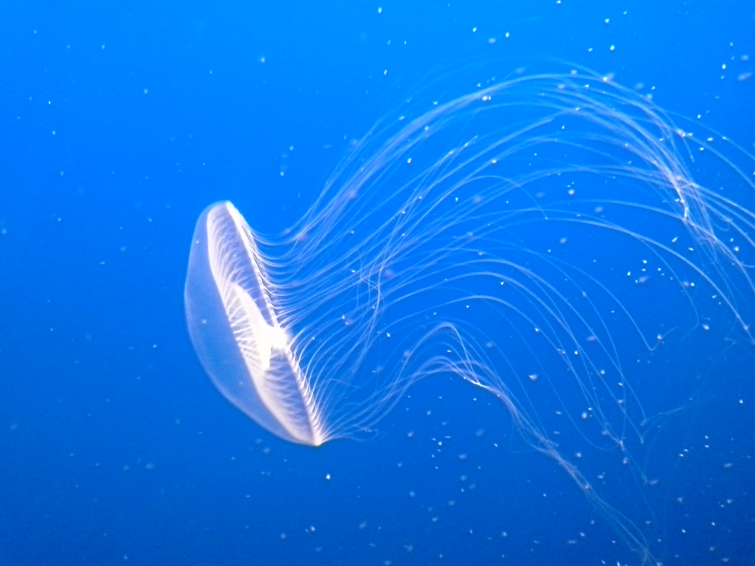 White luminous jellyfish in blue water free image