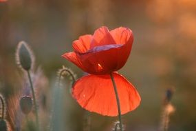delicate red poppy in the sun