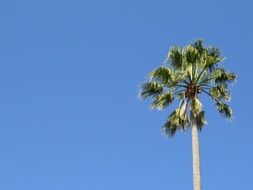 palm tree at tropical caribbean island