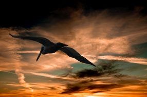 pelican flying in the sunset clouds