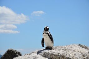 wild penguin on rock beach in south africa