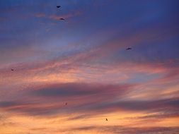 birds in the sky at sunset