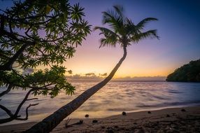 palm trees on the beach at sunset