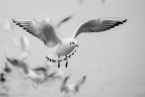 seagull flight black and white portrait