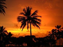 silhouette of palm trees on a background of orange sky