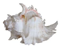 Photo of Ocean seashell