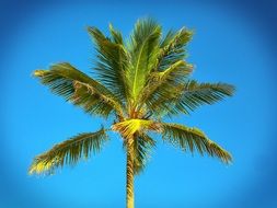 beautiful green palm tree against the blue sky