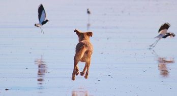 dog chasing birds on the beach