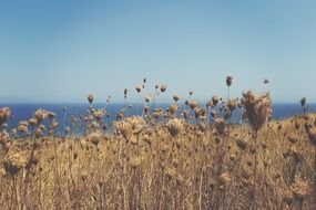 dry grass on the ocean coast close up