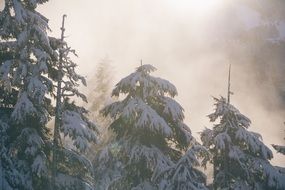 winter scene trees snow conifers