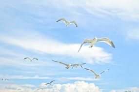 white gulls in blue sky