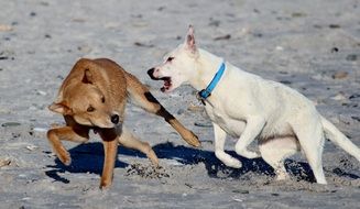 two dogs fumbling on the beach