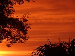 black tree silhouettes at hot colored sunset sky