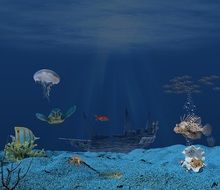 sea bottom photocomposition
