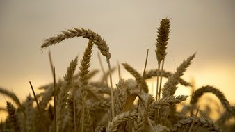 delightful wheat harvest