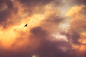 bird in sky sunset