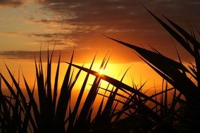 evening sunset in the grass