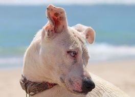 white dog on a sandy beach