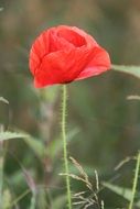 poppy camp flower