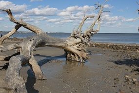 driftwood at the beach