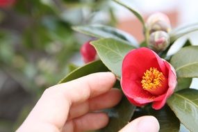 delicate Camellia flowers