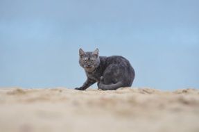 young cat grey color on the beach