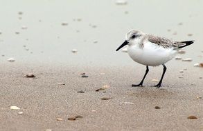 red knot calidris