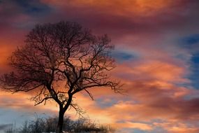 silhouette of tree in dramatic sky clouds