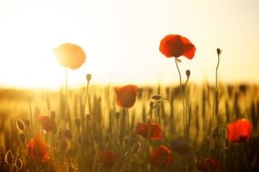 field with poppies on the background of sunset at dusk