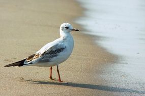 seagull at baltic sea walking close-up