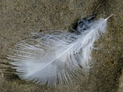 light-weight plumage on sand