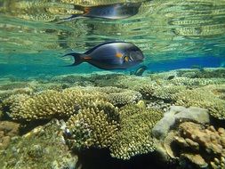 tropical fish in the clear ocean