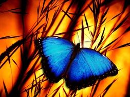 butterfly halme drawing