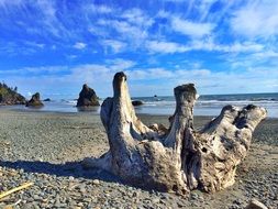 logs on the beach of Washington