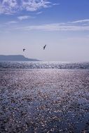 scenic landscape of waterfowl birds above the ocean