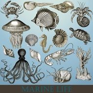 marine life