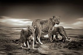 family of lions in Safari in wildlife