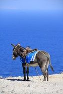 donkey near the sea in greece